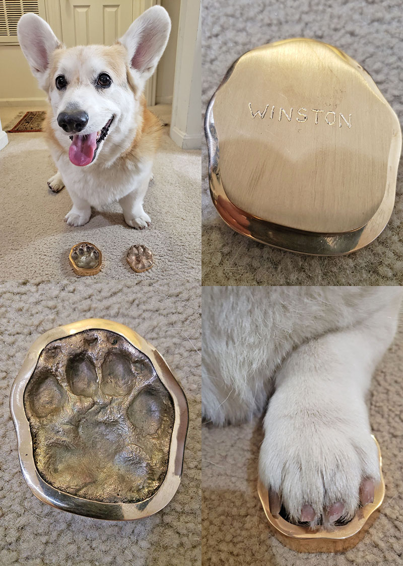 Winston the Welsh Corgi