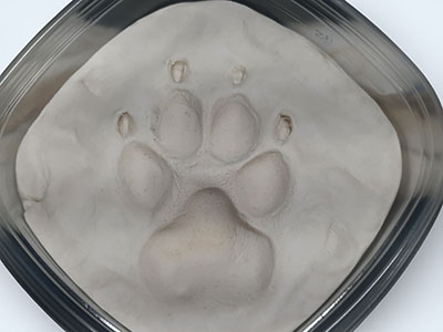 A paw impression in white Play-Doh.