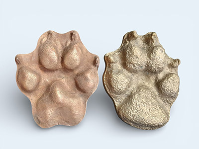 Great Dane Pet-Paw (left) vs. wolf paw (right)